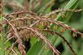 zea mays